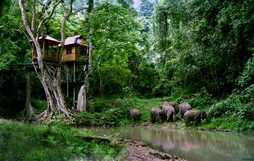 Xishuangbanna Wild Elephant Valley