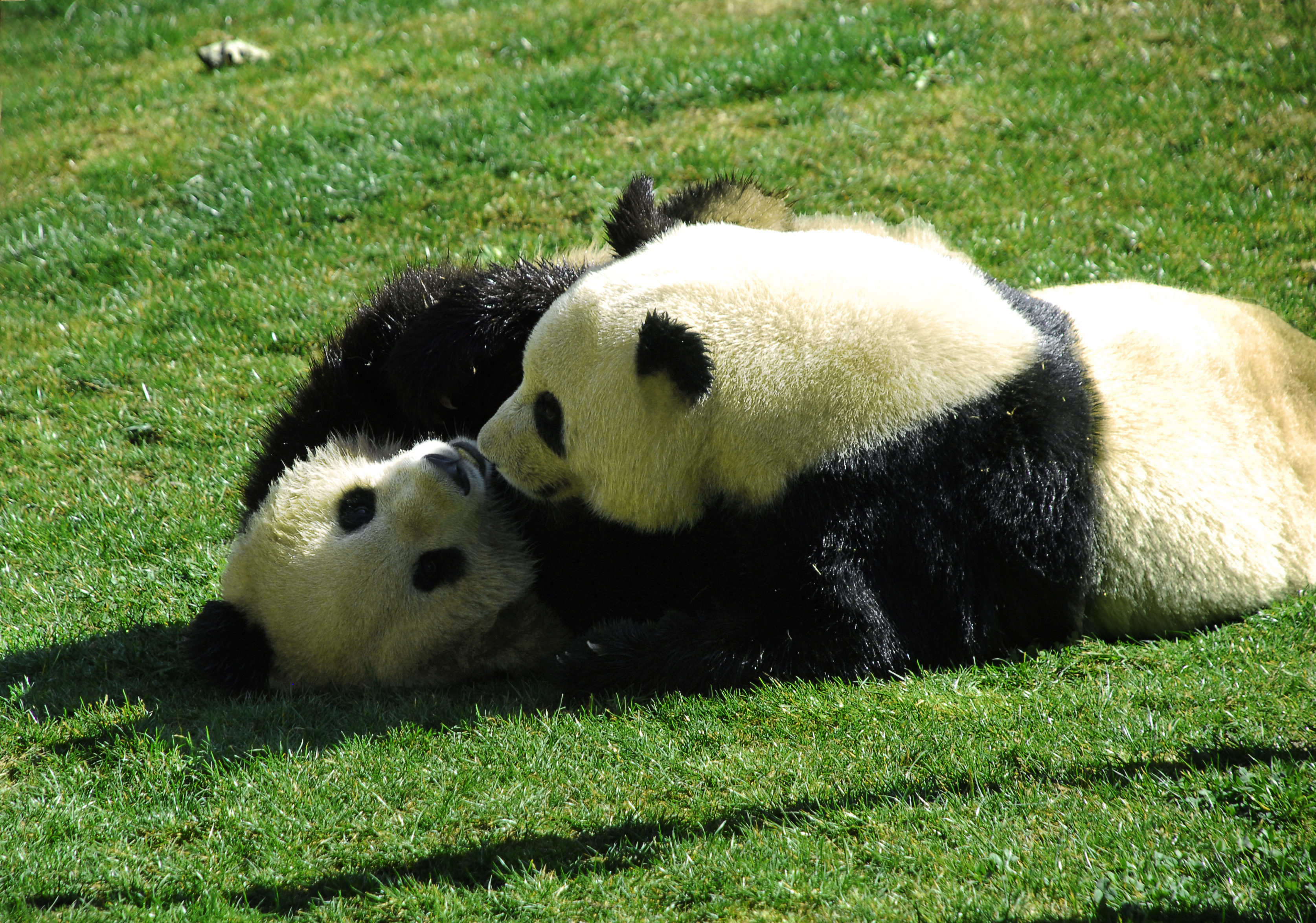 Yunnan?wild?Animal?zoo