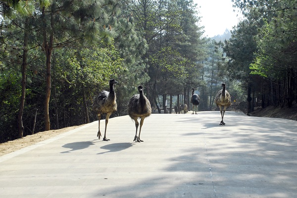 鴯鹋（食草動物散放區(qū)）a.jpg