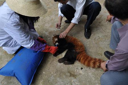 G:\gz\湄公河集團(tuán)概況\生物科技\生物科技圖片\拯救小熊貓.jpg